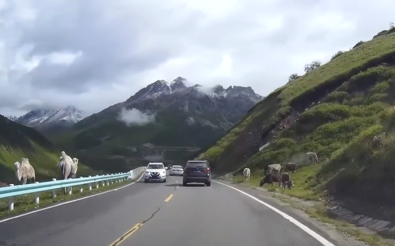 安全行车8动物.png 安全行车8动物.png