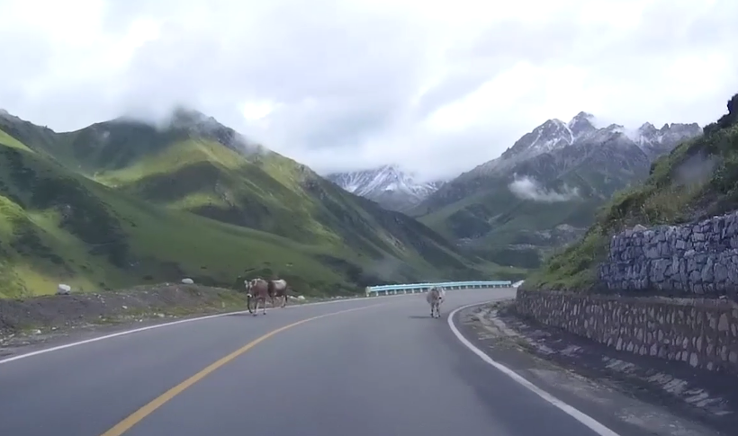 安全行车7 动物.png 安全行车7 动物.png