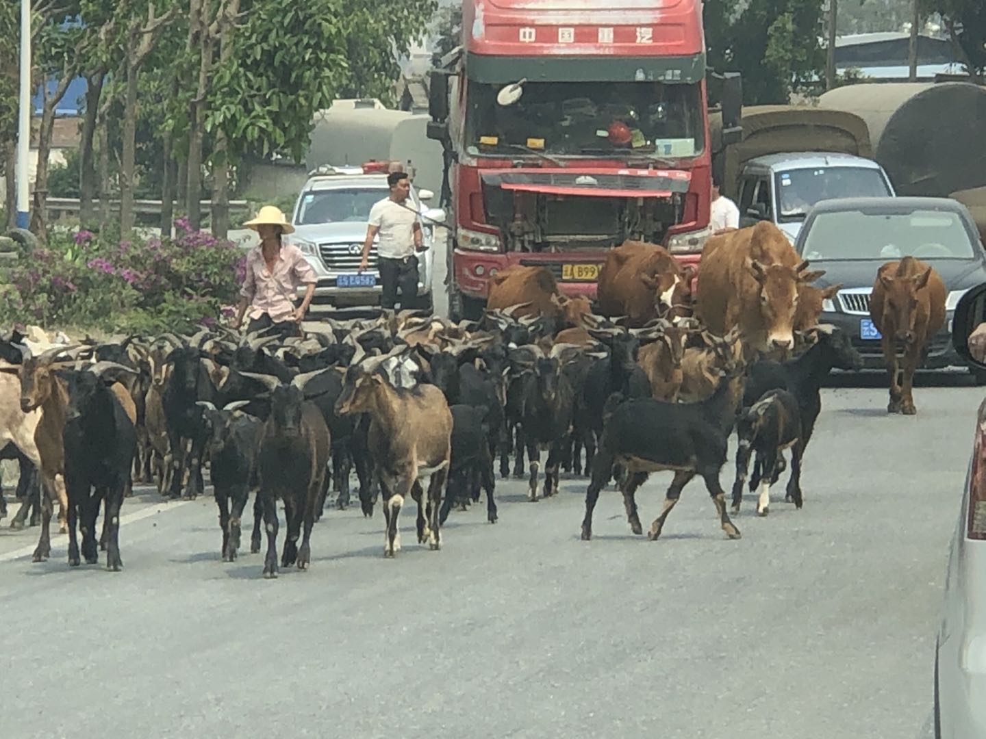 安全行车12大群动物.jpg 安全行车12大群动物.jpg